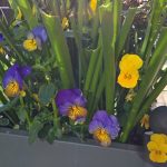 Flowering Pansies