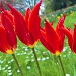 Tulips in flower