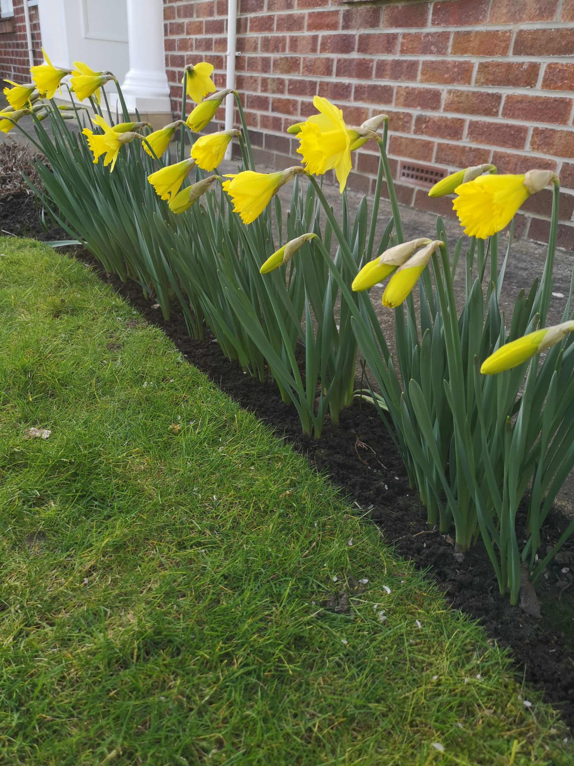 Springtime Daffodils in flower