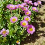 Summertime flowers of Erigeron