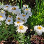 Summertime flowering Shasta daisy